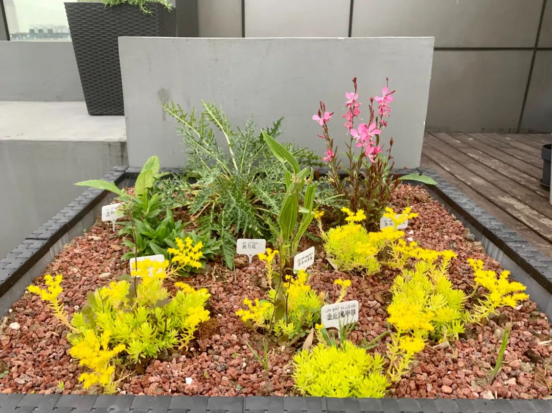 實習內外 · AECOM｜探訪上?；▓@文化實踐，從屋頂花園更新到社區花園節15.jpg